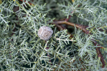Closeup of blue gray green Arizona Cypress boughs with berries for sale in a plant nursery market, fragrant Christmas holiday decoration with berries
