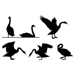 Elegant Swan and Goose silhouette vector set swimming and standing illustration.