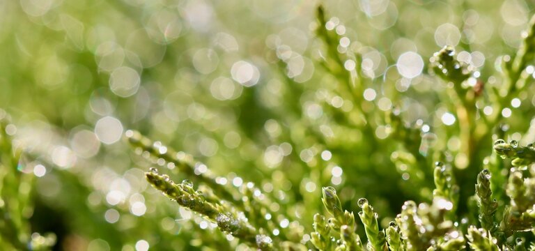 Green plant covered in many clear morning dew drops creating sparkling bokeh background outdoor - Powered by Adobe