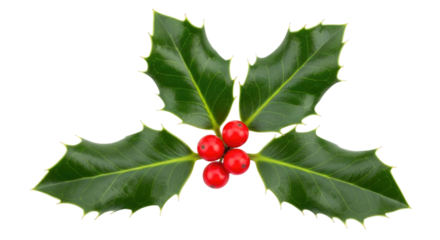 Holly sprig with red berries transparent background cutout png