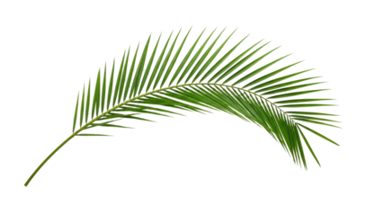 Green palm leaf silhouette transparent background cutout png