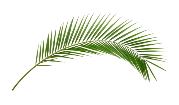 Green palm leaf silhouette transparent background cutout png