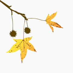 Golden autumn leaves and spiky seed pods hanging from a delicate branch against a bright background, capturing the calm beauty of fall for seasonal themes, nature designs, and creative artwork.