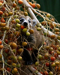 Baby Coatimundi 