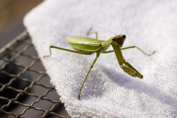 lose-Up of a Praying Mantis