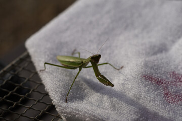 lose-Up of a Praying Mantis