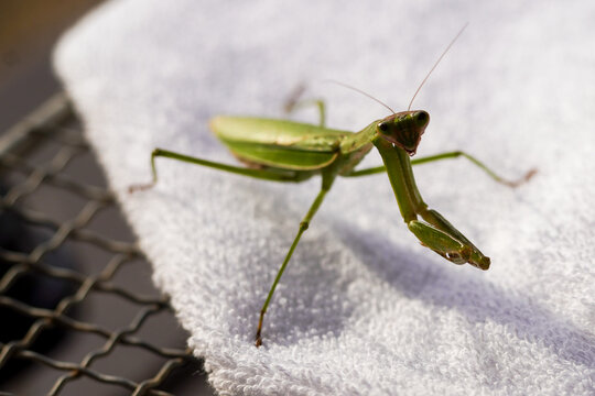 lose-Up of a Praying Mantis