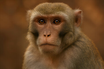 Fototapeta premium A detailed close-up of a long-tailed macaque with expressive eyes.