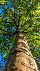 Fototapeta premium A tall tree's trunk ascends upwards toward a vibrant canopy of green leaves and branches against a bright blue sky, taken from a low angle