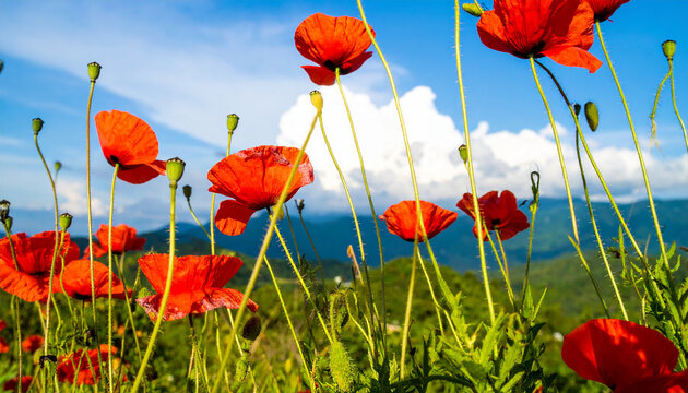 Red poppy flowers on sunny blue sky, poppies spring - Powered by Adobe