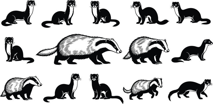Collection of vector black and white illustrations featuring badgers and weasels, wild forest animals set isolated on white background for nature design.