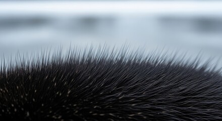 Close-up focus on dense, dark fur with a feathery texture, against a blurred, light blue background suggestive of water or sky. Details reveal individual hairs and subtle color variation