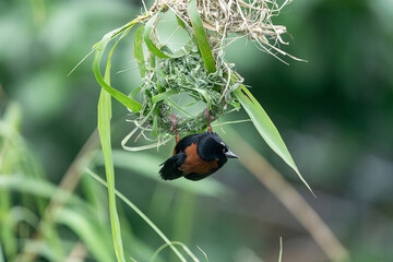 하늘을 날아다니는 새