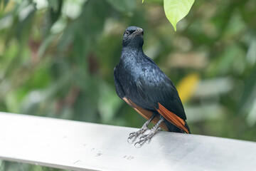 하늘을 날아다니는 새