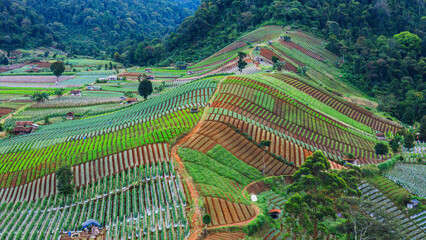 Aerial view of terraced farmland with vibrant crops and scenic greenery in a mountainous region.