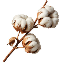 Three beautiful open cotton bolls on a single dry stem, illustrating the raw, delicate beauty of natural fibers against a white backdrop