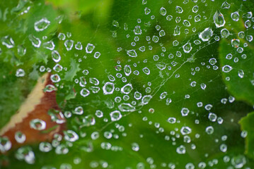 蜘蛛の糸と水滴の世界