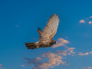 Brown Falcon (Falco Berigora) Aloft