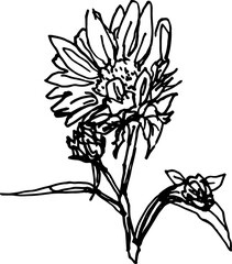 202511_꽃드로잉선