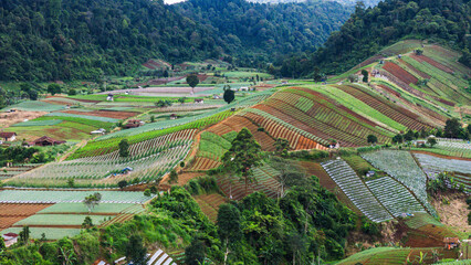 Aerial perspective of agricultural fields with neatly arranged crop rows, creating a vibrant patchwork.