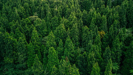 A beautiful forest full of healthy green trees, forming a dense and lush canopy seen from above.
