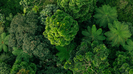 A dense green forest seen from above, with towering trees and thick foliage creating a serene environment.