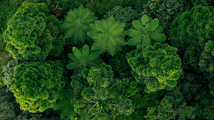 A lush forest canopy seen from above, with thick green trees creating a beautiful and natural backdrop.