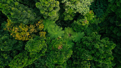 Aerial shot of a rich green forest with a variety of trees and lush foliage, forming a natural tapestry.
