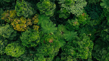 Aerial view of a lush forest with rich green trees, offering a peaceful and serene natural environment.