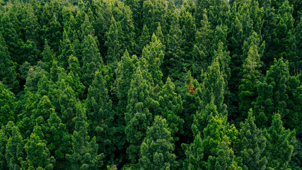 Aerial perspective of a rich green forest with tall trees, creating a stunning and serene landscape.