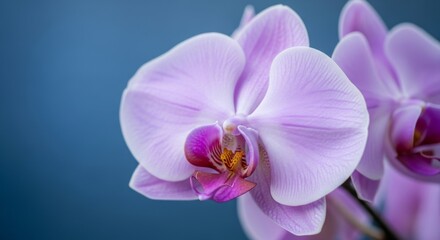 Close-up of a purple orchid with soft petals and yellow accents, set against a blue background.