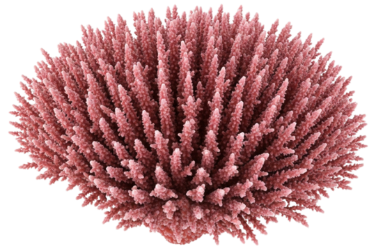 Close up of a pink coral polyp with many tentacles against a black background - Powered by Adobe