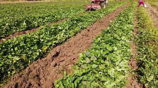 Sweet Potato Harvesting and Planting Operations in Agricultural Farm Field with Crop Management Equipment