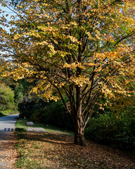 Green trees alley in sunny autumn day, green trimmed lawn, trees. Queen Elizabeth Park, Vancouver, British Columbia, Canada