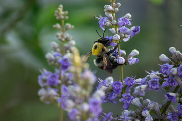 bee on a flower