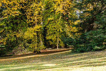 Green trees alley in sunny autumn day, green trimmed lawn, trees. Queen Elizabeth Park, Vancouver, British Columbia, Canada