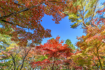紅葉 仙台 秋保の自然公園

