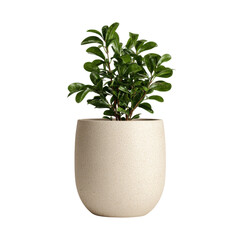 small plant in a pot isolate on white background - PNG
