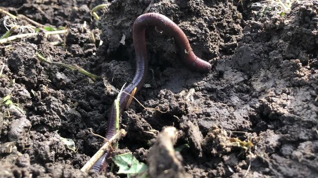 close-up view of an earthworm crawling through loose soil.