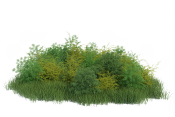 Dense green and yellow foliage with grass isolated on a transparent background
