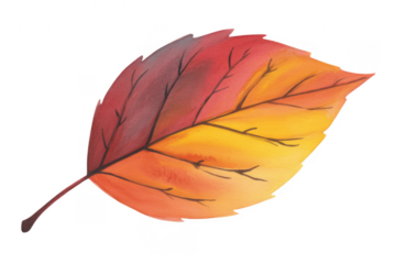 Autumn leaf gradient red yellow isolated on a transparent background