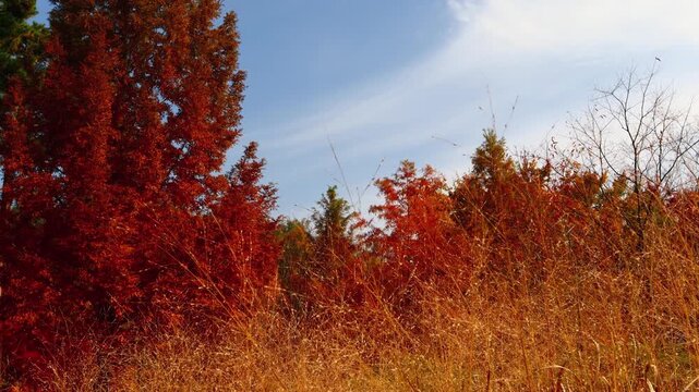 As autumn came, the leaves and grass turned a vibrant red.가을이 되어 나뭇잎과 풀들이 온통 울긋불긋 붉은색으로 물들었습니다.