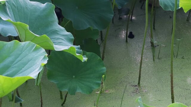 A cute baby water hen is swimming.귀여운 아기 물닭이 헤엄치고있습니다.