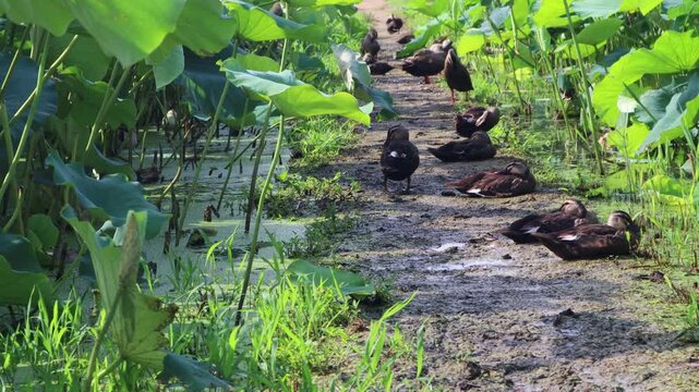 오리들이 깃털을 다듬으면서 햇빛에 깃을 말리고있습니다.The ducks are drying their feathers in the sun as they preen.