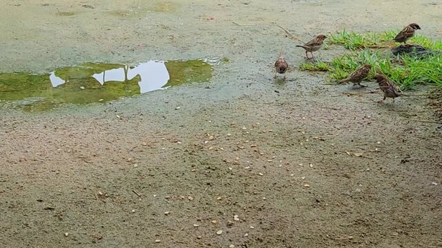 A small sparrow is eating grains on the ground.작은 참새가 바닥에서 모이를 먹고있습니다.