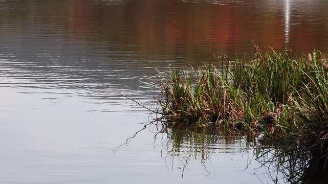 There are ducks and red maple leaves reflected in the water of the lake.호수에 붉은 단풍이 물에 비추고 오리들이 있습니다.