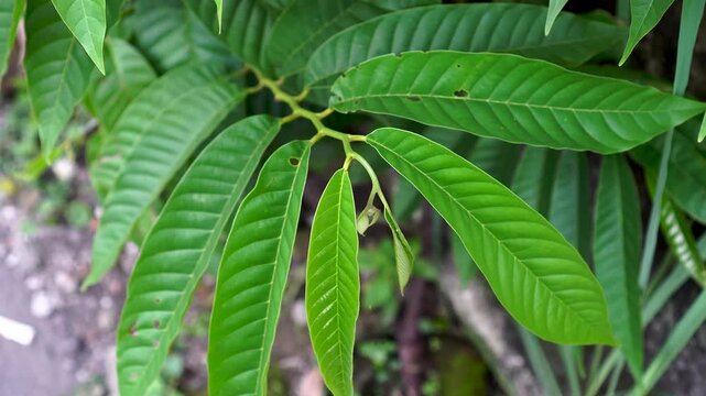 A captivating high-angle close-up of the lush, elongated compound leaves, highlighting the natural wavy texture and distinct veins, creating an interesting visual pattern.