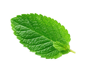 Vibrant green textured leaf with serrated edges, isolated on black