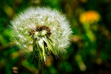 A dead dandelion full of seeds