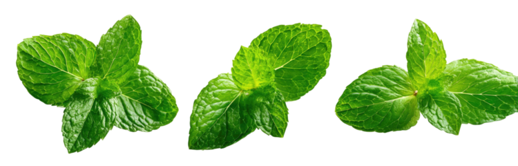Three sprigs of fresh green mint leaves on a black background